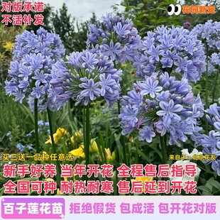 百子莲夏日之恋花苗耐热耐寒花卉根茎庭院阳台盆栽多年生种球植物