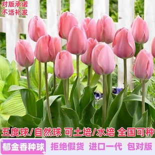 进口郁金香种球五度球水养水培土培花卉盆栽地栽植物冬季 耐寒种子