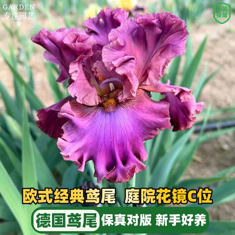 进口德国鸢尾种球根多年生鸢尾花苗耐寒阳台盆栽庭院地栽花卉植物