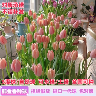 进口郁金香种球5度球自然球耐寒庭院地栽阳台盆栽可水培土培植物