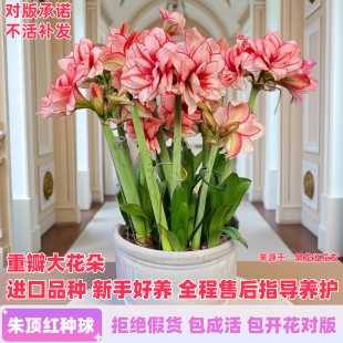 进口朱顶红种球重瓣鬼魅对版盆栽花卉室内外阳台庭院植物四季种植