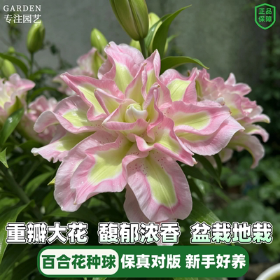 进口重瓣香水百合花好养包活对版