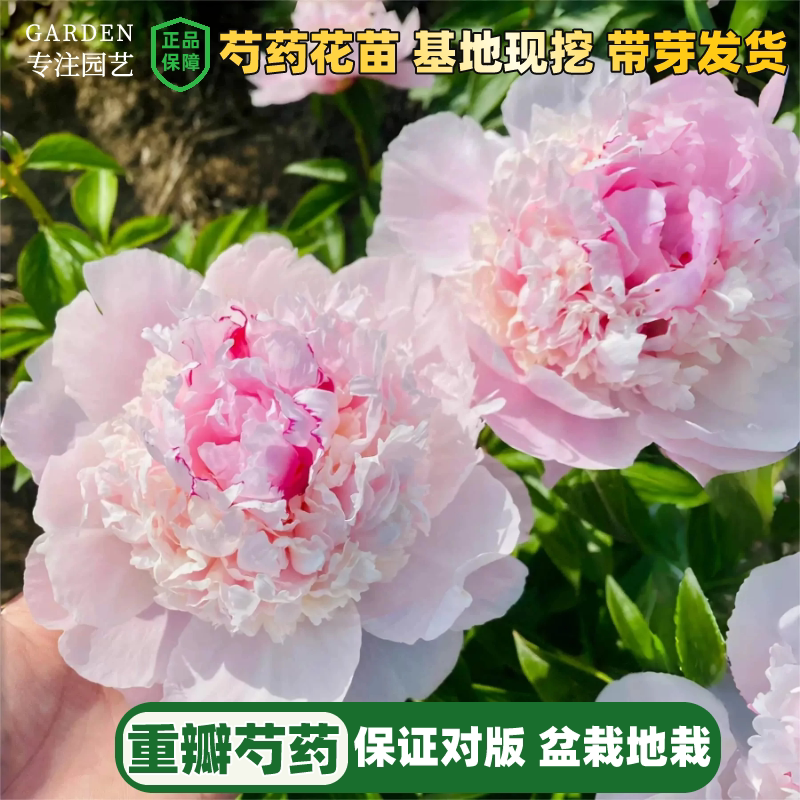 芍药花苗带芽重瓣大根块多年生花卉室内阳台盆栽庭院地栽牡丹种球