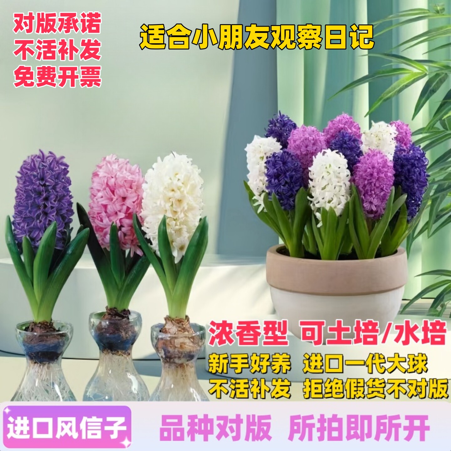 进口风信子种球水培植物四季耐寒水养土培冬季室内外阳台盆栽花卉