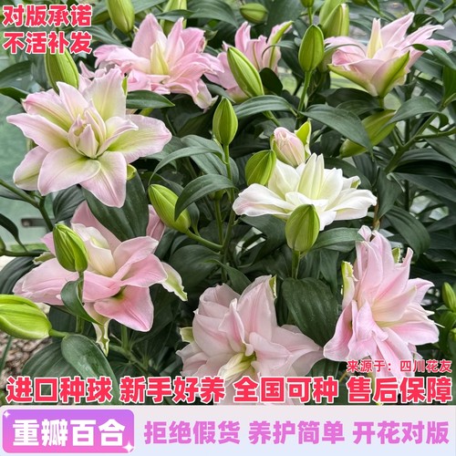 进口重瓣香水百合种球包开花对版