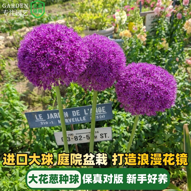 荷兰进口大花葱种球耐寒花卉阳台盆栽植物耐寒庭院地栽大葱花球根