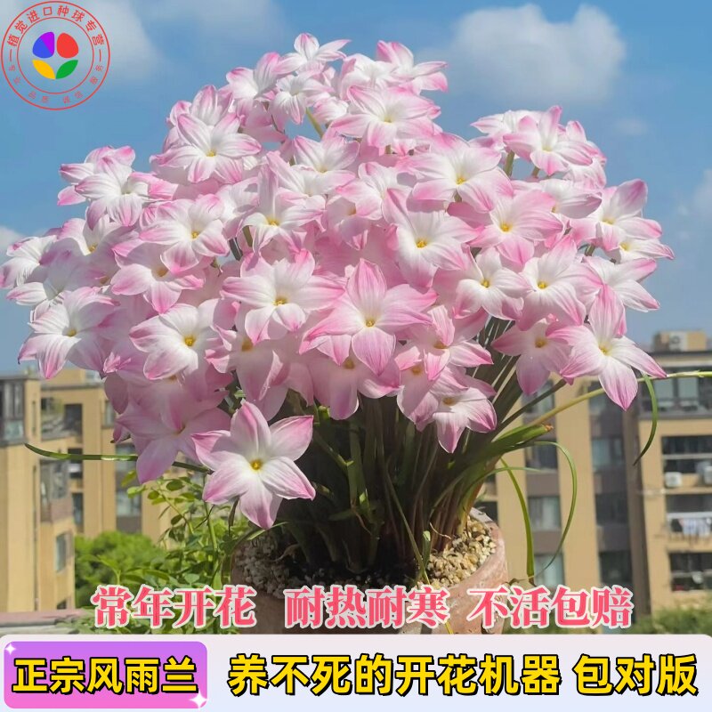 重瓣风雨兰种球花苗多年生耐旱植物室内阳台庭院盆栽地栽四季种植