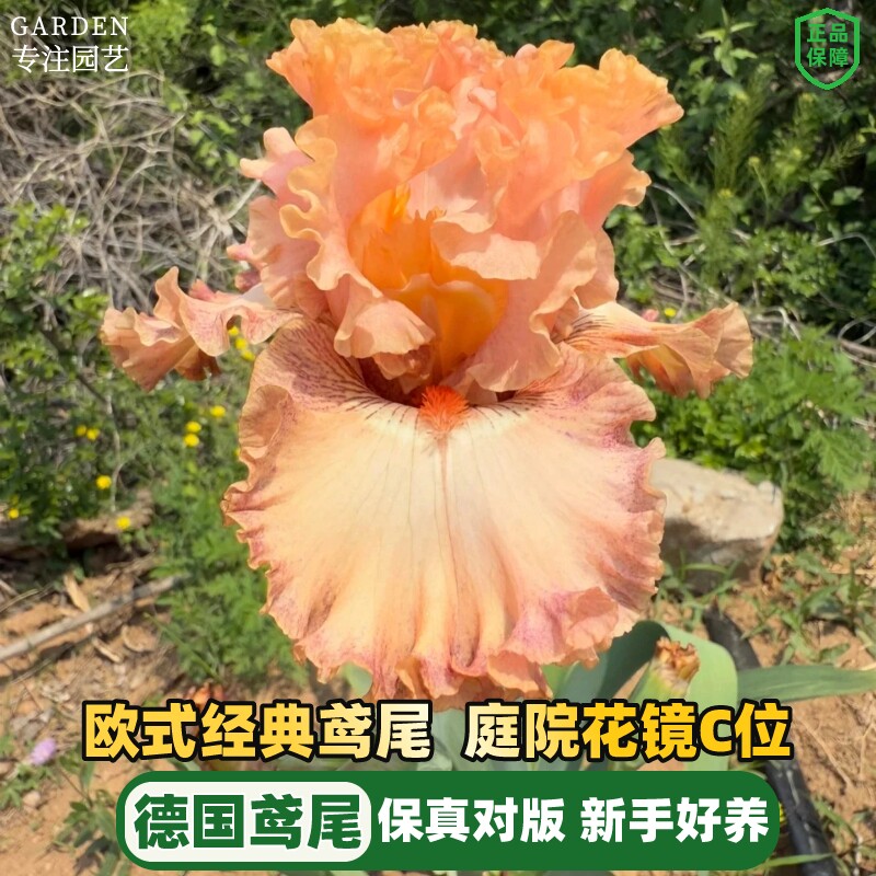 德国进口鸢尾种球根鸢尾花苗阳台庭院耐热耐旱耐寒地栽绿植物种子