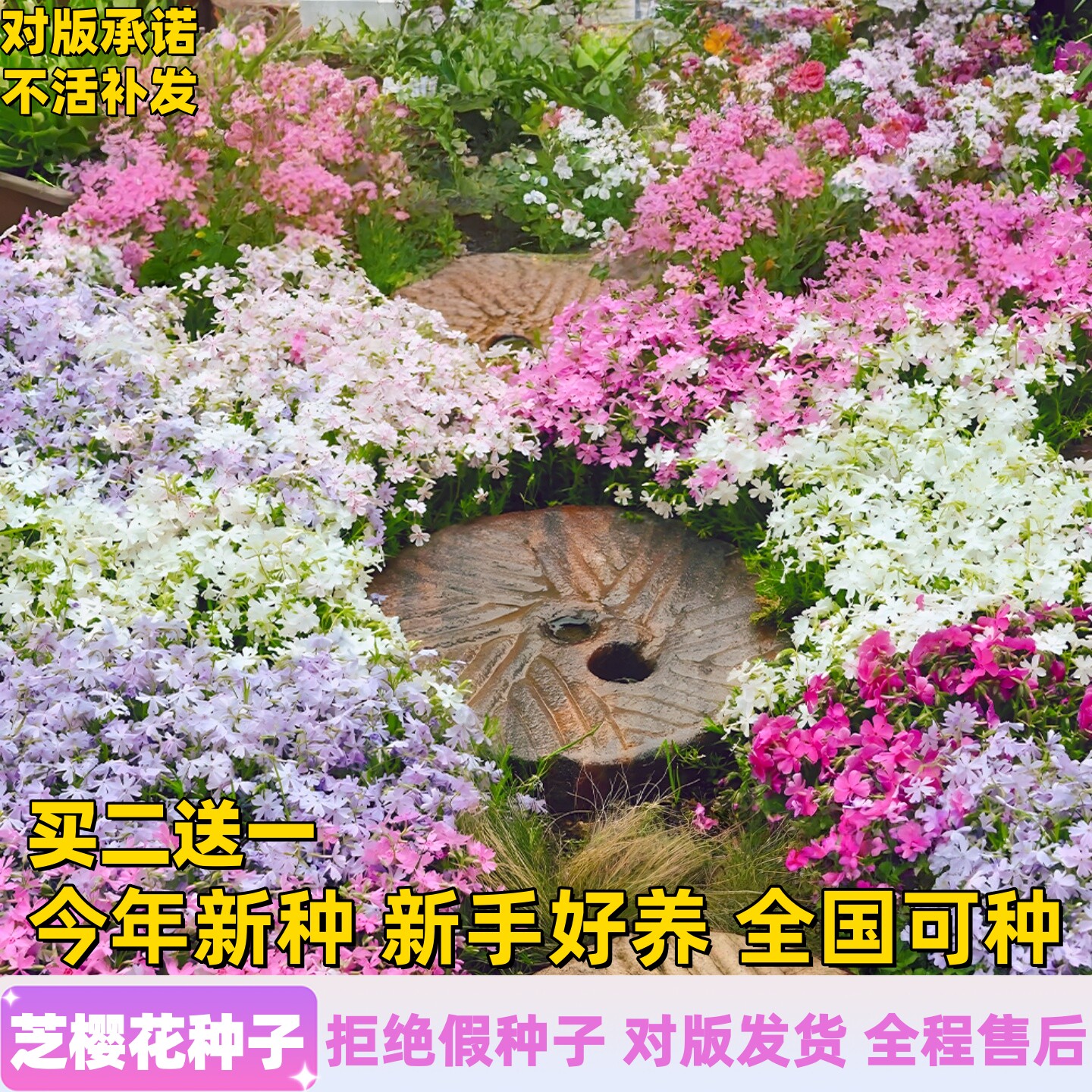 芝樱花种籽子低矮地被植物福禄考花籽孑室外庭院花卉多季播种开花
