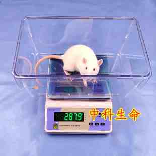 大鼠电子天平秤 小动物电子称小鼠体重秤 高精度测量称动物实验