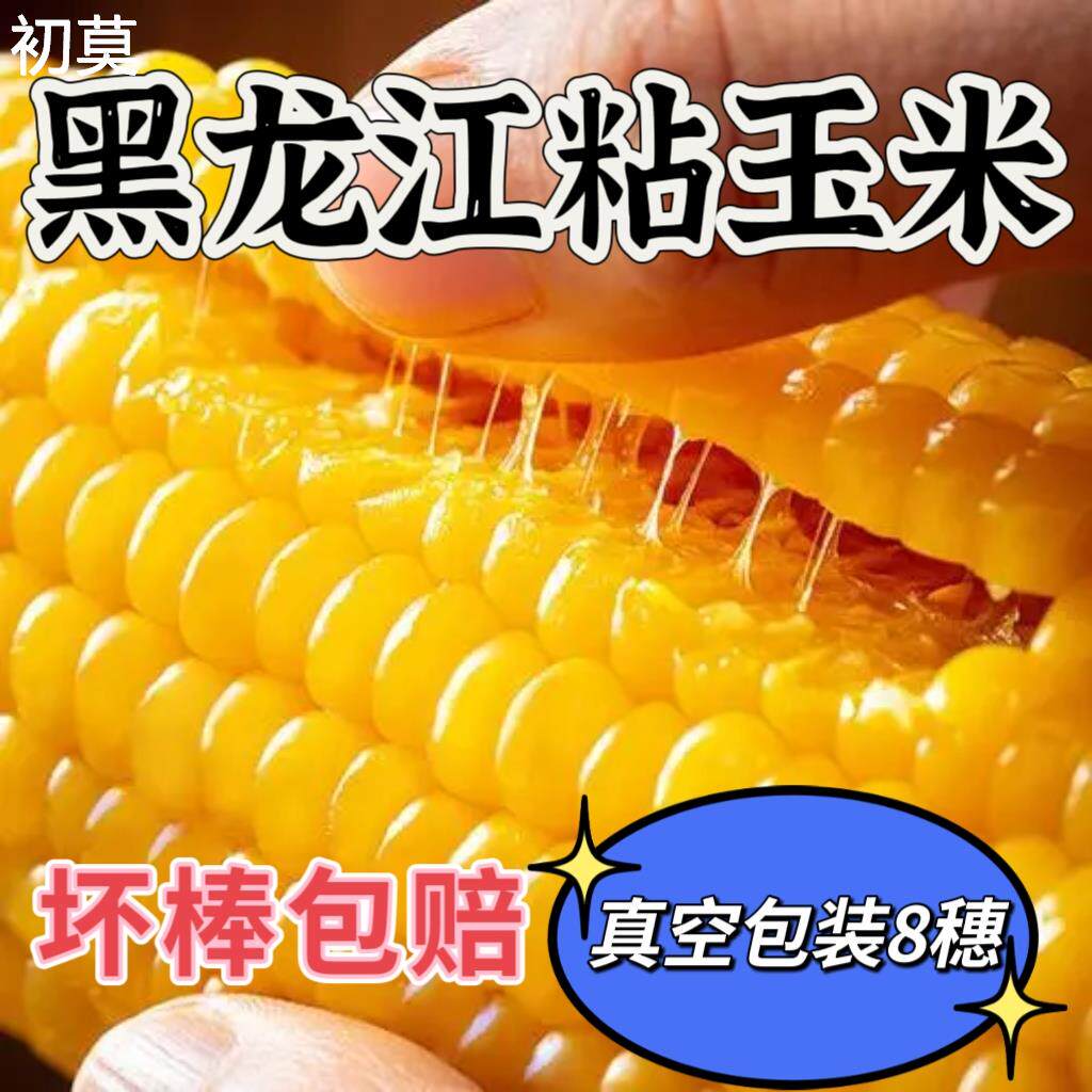 齐齐哈尔依安县黄玉米糯玉米甜糯米棒真空包装即食玉米8穗包邮