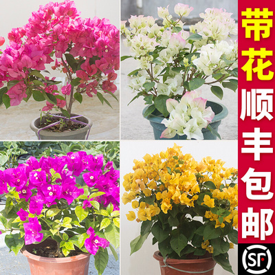 绿樱三角梅带花盆栽爬藤重瓣老桩四季开花苞发货新品种漳红樱大棵