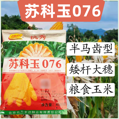 苏科玉076玉米种子半马齿型矮杆大穗粮食玉米g4500粒抗病正品玉米