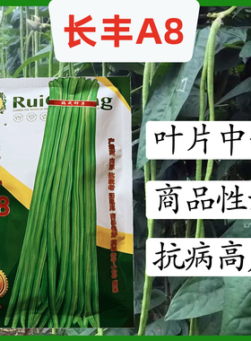 赣新A8长豆角种子丰产抗病耐老化厚肉型翠绿色豇豆种籽春季播种