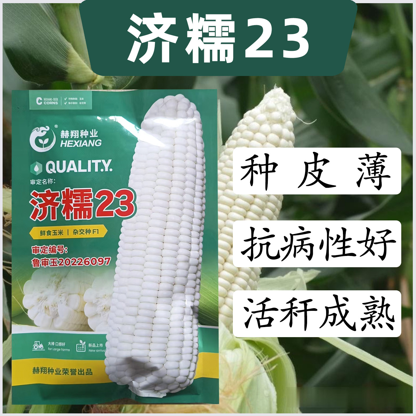 济糯23白糯玉米种子高产抗病性好活秆成熟家庭农家种植玉米种孑籽