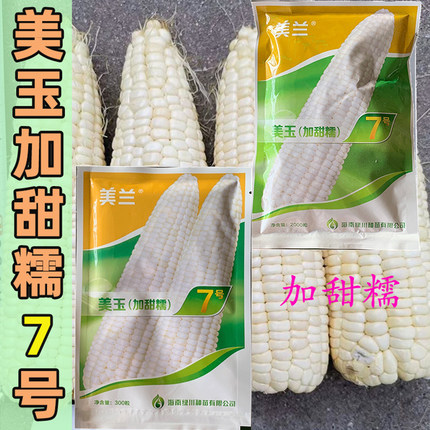 美兰美玉7号玉米种加甜糯玉米种子甜糯好吃 今年新种正品种籽新货