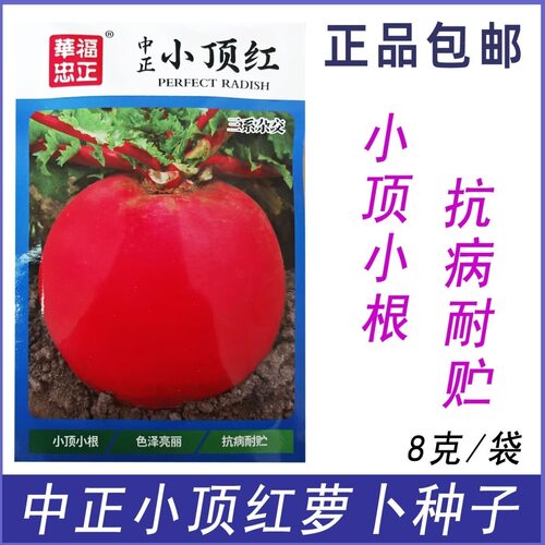 中正小顶红萝卜种子耐贮运抗病小顶小根肉质根圆形红灯笼萝卜种子