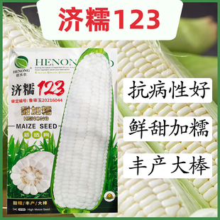 济糯123玉米种子白甜糯玉米种子高产大棒玉米种子大田糯玉米种子