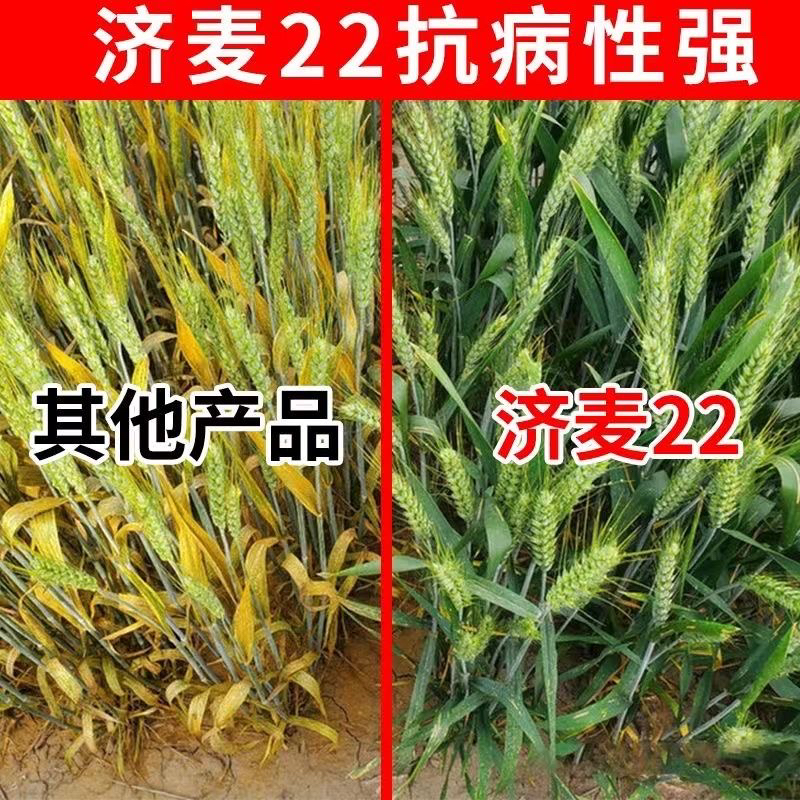 高产济麦22小麦种子抗倒伏较好