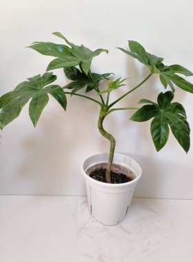 八角金盘室内耐荫盆栽观叶植物粗生好养净化空气超划算