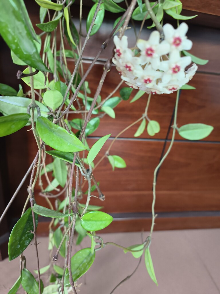 球兰开花室内阳台老桩大苗植物垂球兰
