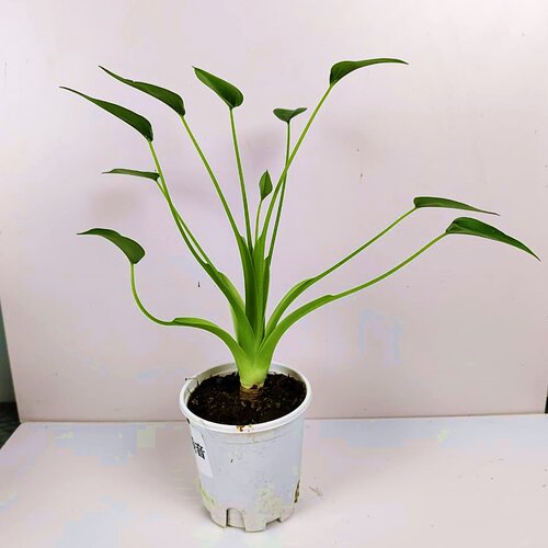 网红绿植盆栽小众店长推荐