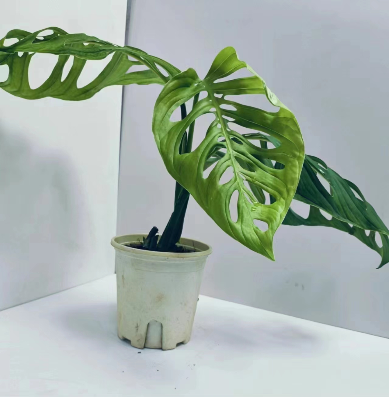 ins风欧美网红ME巨洞龟背竹热带盆栽趣味植物净化空气超划算