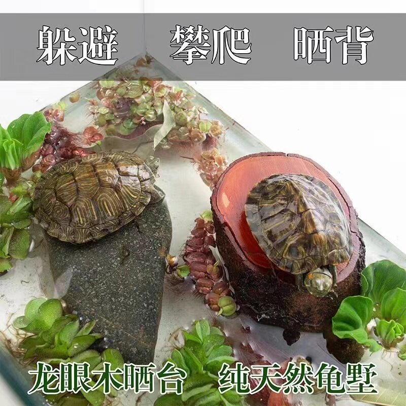 龙眼木免煮养大乌龟木头两用悬浮专用缸乌龟晒台休息台缸浮台