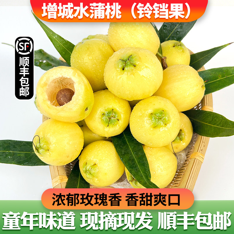 【增城水蒲桃铃铛果】浓郁玫瑰香松脆清甜儿时味道稀有水果原产地