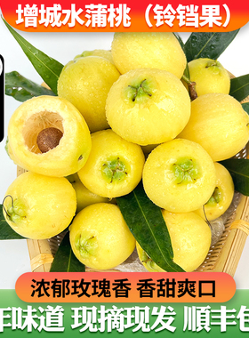 【增城水蒲桃铃铛果】浓郁玫瑰香松脆清甜儿时味道稀有水果原产地