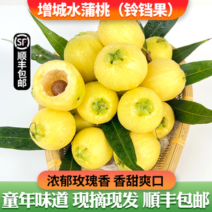 【增城水蒲桃铃铛果】浓郁玫瑰香松脆清甜儿时味道稀有水果原产地
