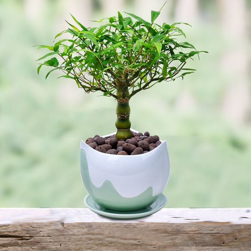 佛肚竹盆栽葫芦竹阳台庭院小型矮化观赏竹四季常青净化空气好养