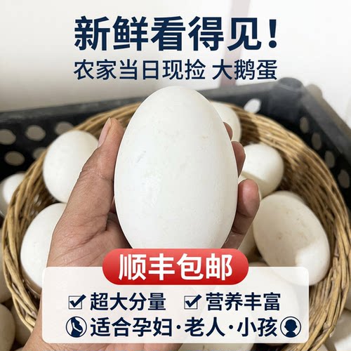 假一赔十】12枚新鲜超大生鹅蛋220-260克双黄正宗土鹅蛋农家散养