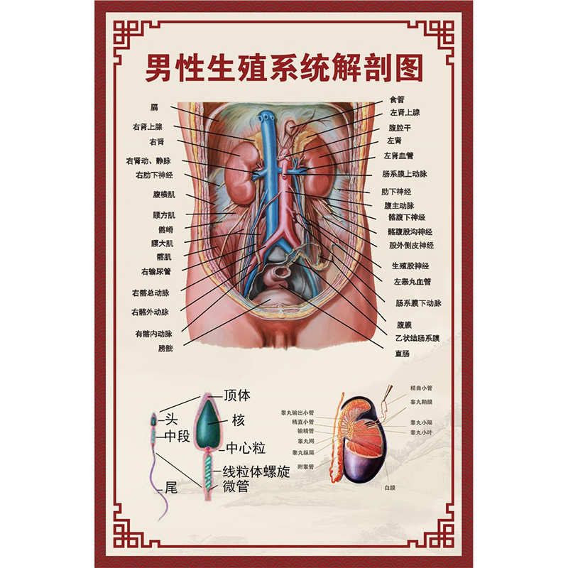 男性生殖系统解剖图男性尿道前列腺图医院男科装饰画挂图海报定制