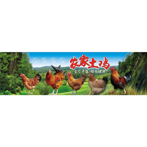 农家土鸡海报贴画散养土鸡蛋背景墙面装饰笨鸡蛋广告墙贴自粘贴纸