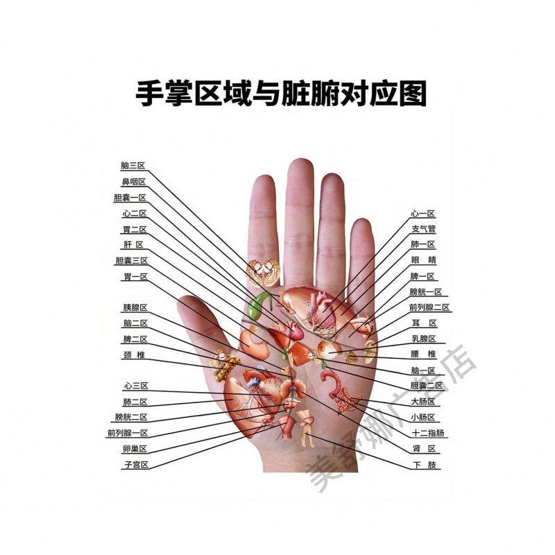 手掌区域与脏腑对应图掌纹图典手掌穴位图解海报贴纸粘贴墙纸kt板