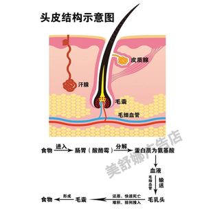 头皮结构示意图中医医院诊所皮肤科毛发生长背景墙宣传海报贴画