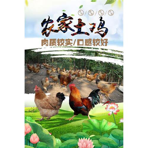 农家土鸡散养跑地鸡海报展板土鸡蛋珍禽土鸡土鹅贵妃土鸡蛋墙贴