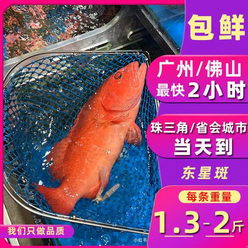 鲜活东星斑  石斑鱼珍珠斑鱼龙胆老虎斑东星斑鲜活深红石斑海鱼