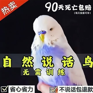 大头虎皮鹦鹉活乌会说话的小鸟宠物幼观赏鸟玄凤鹦鹉观赏牡丹幼鸟