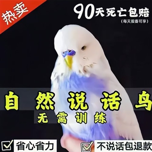 【万人选择】贵几块~买安心鹦鹉