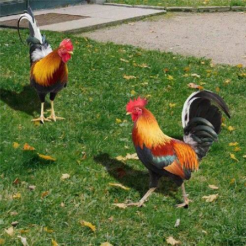 B69C Set Of 2 Acrylic Rooster Statues, Outdoor Garden