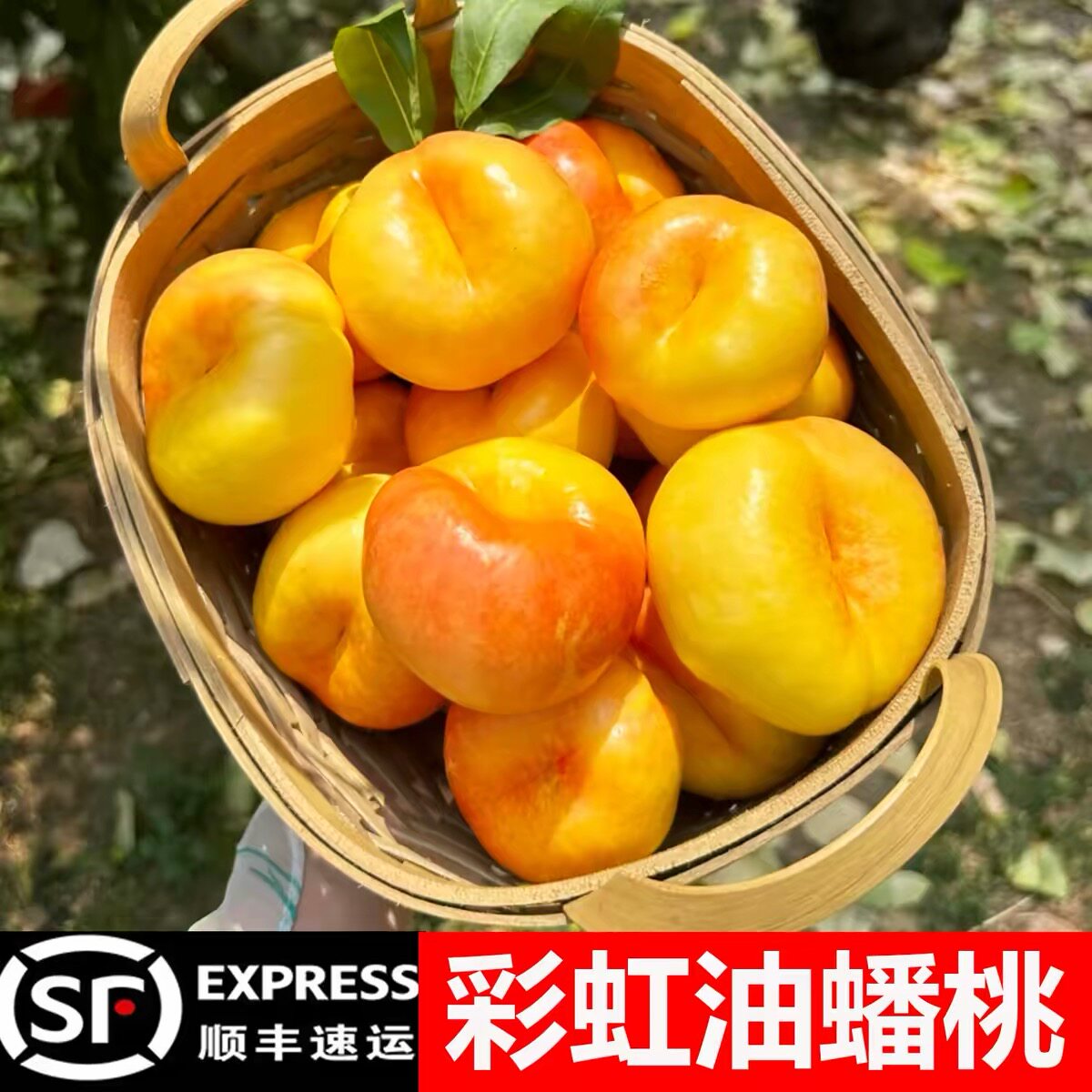 自家果园山东蒙阴彩虹油蟠桃硬吃脆甜放软爆汁原生态顺丰包邮