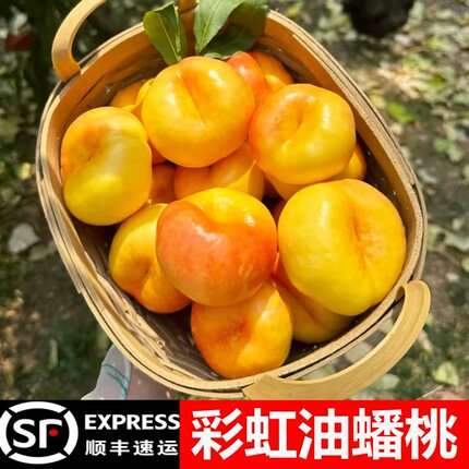 自家果园山东蒙阴彩虹油蟠桃硬吃脆甜放软爆汁原生态顺丰包邮