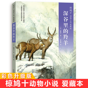 彩色升级版 椋鸠十动物小说爱藏本5 深谷里的羚羊 11-14岁小学生课外阅读书籍插画本日本作家童话故事