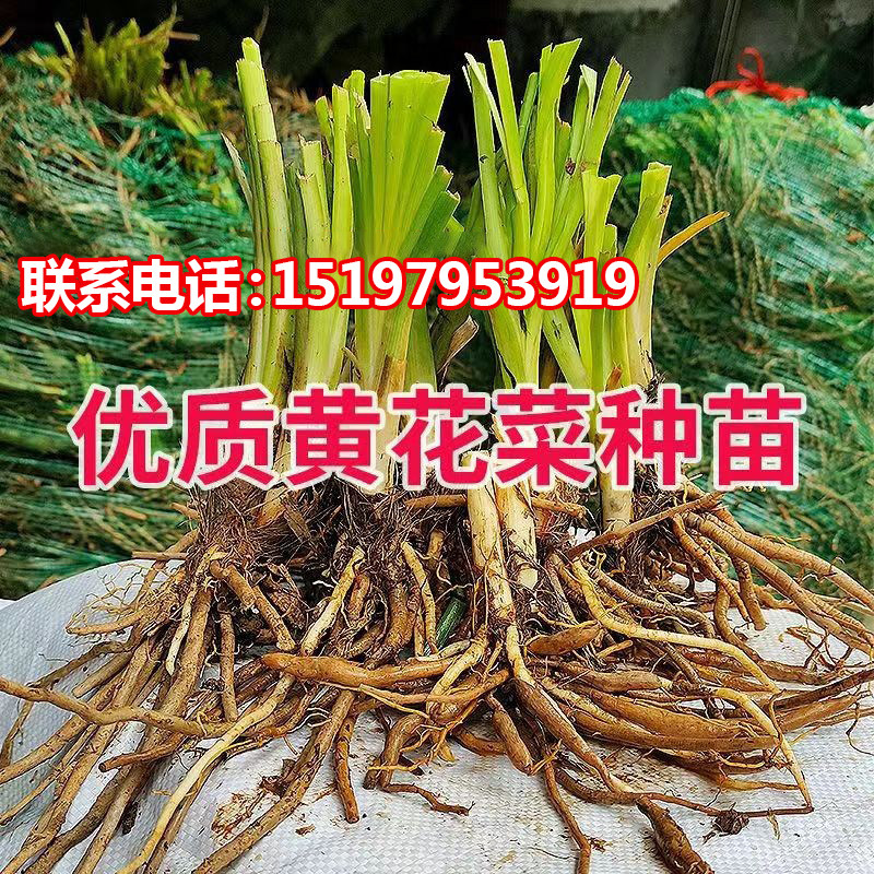 四季黄花菜种苗食用黄花菜根苗多年生种植金针菜苗根黄花菜种苗根