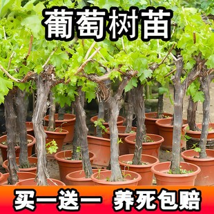 葡萄树苖北方耐寒萄葡树苗果树果树苗适合南方种的水果树葡萄树