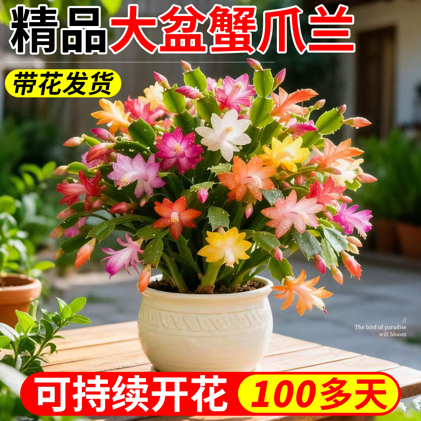 蟹爪兰盆栽带花苞四季新品花卉重瓣苗老桩植物嫁接仙人掌开花绿植,鲜花速递/花卉仿真/绿植园艺,时令草本花卉,淘宝优惠券,粉丝福利购,淘宝优惠卷