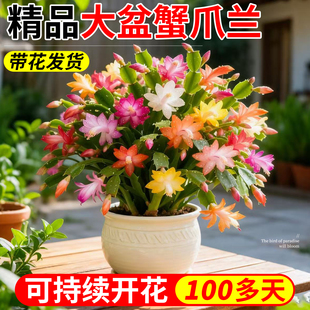 蟹爪兰盆栽带花苞四季新品花卉重瓣苗老桩植物嫁接仙人掌开花绿植