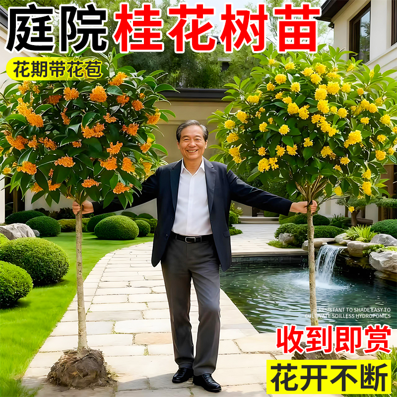 浓香型桂花树苗庭院地栽原生金桂大树名贵四季桂老桩盆栽北方耐寒